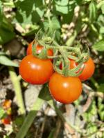inaturalist-tomato-discrepancies project thumbnail