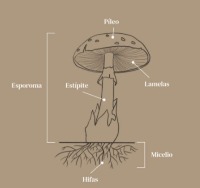Mooshrooms V1 project thumbnail
