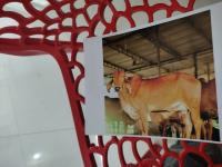 cattle_and_buffalo project thumbnail