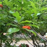 Pomegranate Growth Stage project thumbnail