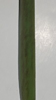 rice leaf disease project thumbnail