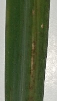 rice_leaf_disease_detection project thumbnail
