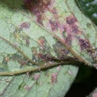 strawberry leaf disease  project thumbnail