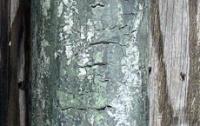 Cracks project thumbnail