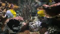 Fish_Segmentation project thumbnail