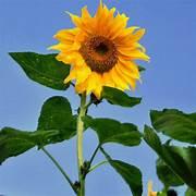 flower project thumbnail