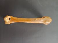 HUMERUS IVRI project thumbnail