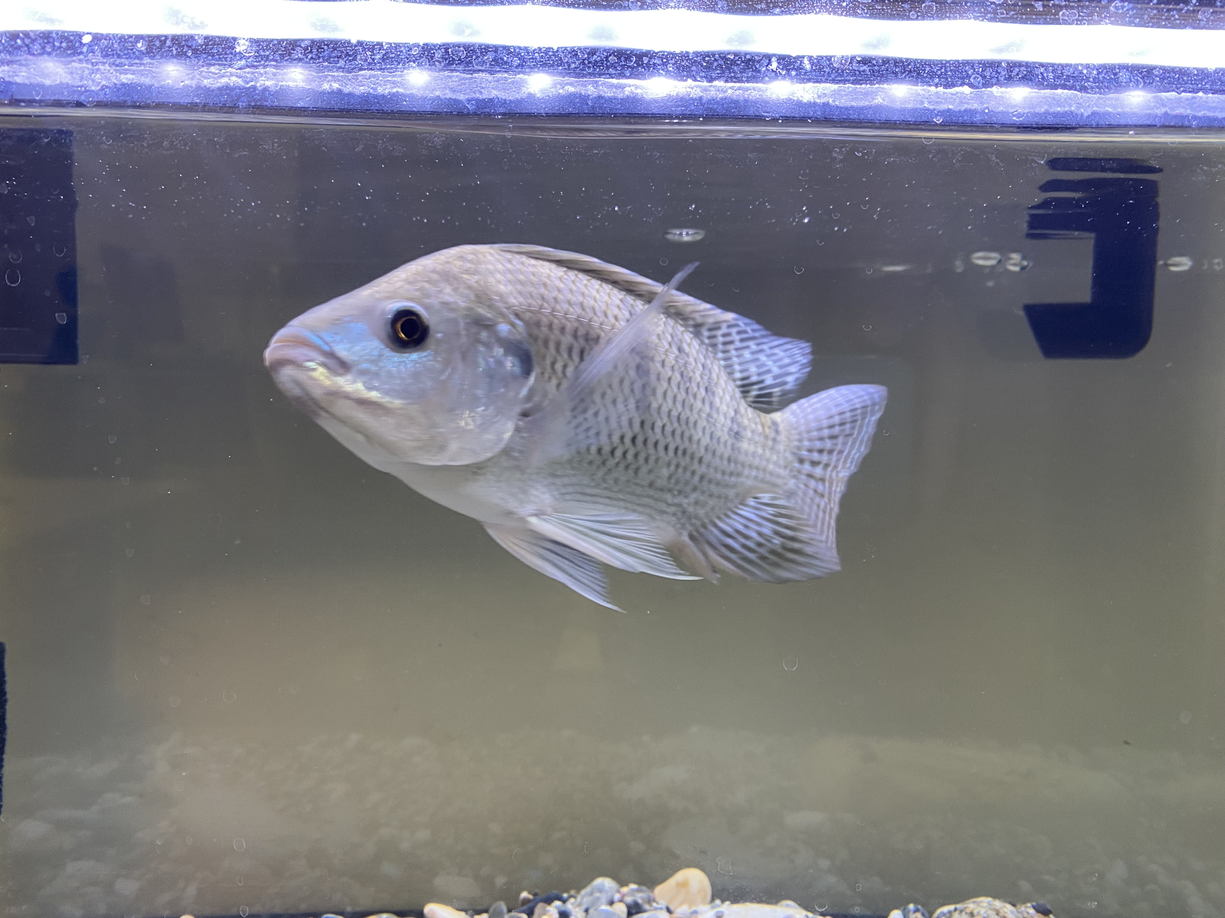 Fish Task fish Instance Segmentation Model by ai fish
