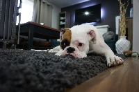 dog annotation project thumbnail