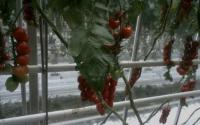 leaf_disease project thumbnail