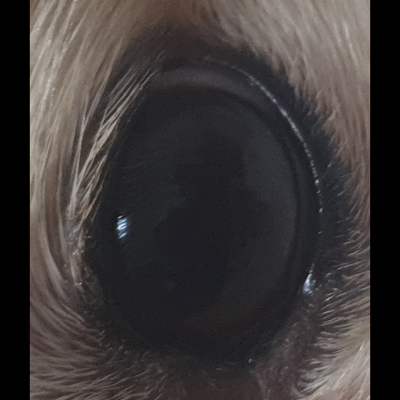 dog Object Detection Model by project-s0bqy