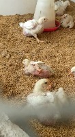 chicken detection project thumbnail
