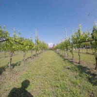 VIneyard "Trunk" Dataset for M.Tech project project thumbnail
