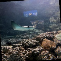  Underwater biological detection2 project thumbnail