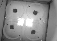 Circadian_locusts project thumbnail