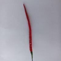 new chilli project thumbnail