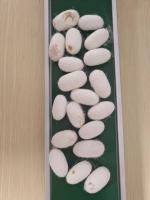 Silkworm_Cocoon_Quality_Detectio project thumbnail