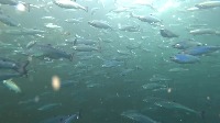 fish project thumbnail