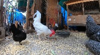 chicken project thumbnail