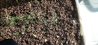 myplants project thumbnail