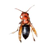 Find bee project thumbnail