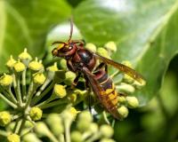 Find wasp project thumbnail