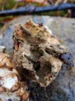 Edible mushroom 3 project thumbnail
