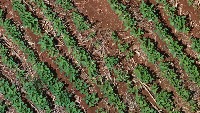 weed detect 200i subsample project thumbnail