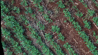 Detection of weeds project thumbnail