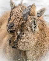 Goat Breeds project thumbnail