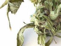 Cannabis Species project thumbnail