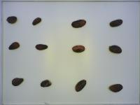 CACAO DATA SET 5 project thumbnail