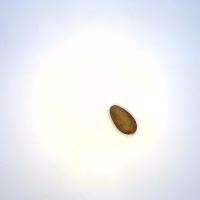 CACAO DATA SET 10 project thumbnail