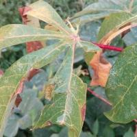 Cassava-Disease-YOLO11-cbb2 project thumbnail