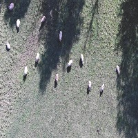 sheep detection Object Detection Model by scc
