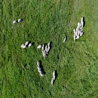 sheep detection Object Detection Model by scc