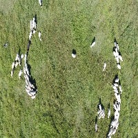 sheep detection Object Detection Model by scc