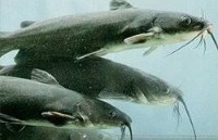 fishcovery project thumbnail