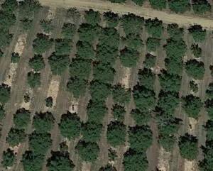 Tree Object Detection Dataset by Parthiv