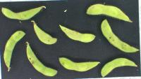 Soybean Defect Detection project thumbnail