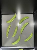 pea-dot-segmentation project thumbnail