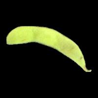 crops_pea project thumbnail