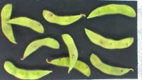 Soybean Pod Segmentation project thumbnail