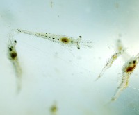 Shrimp project thumbnail