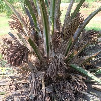 Palm tree ripening problems project thumbnail