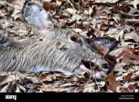dead_animals project thumbnail