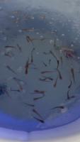 ompok detection project thumbnail
