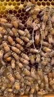 Bee Identification project thumbnail