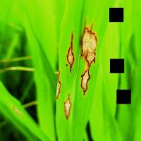 Multi_Crop_Disease_Detection project thumbnail