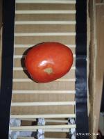 tomaterojo project thumbnail